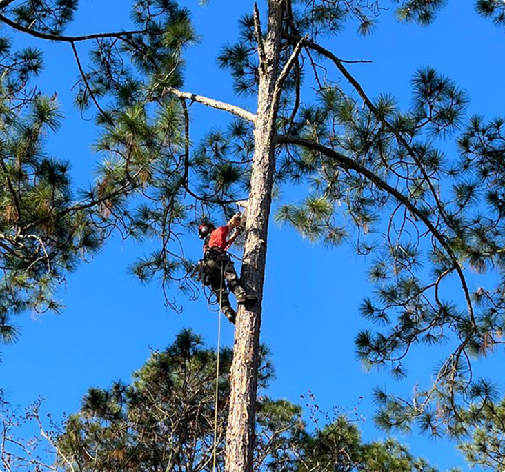 Tree Pruning Expert Middleburg FL