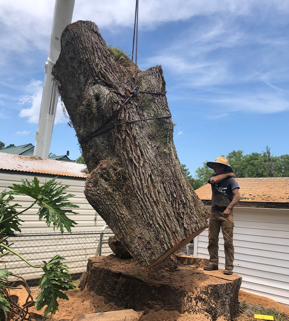 Tree Removal Middleburg FL
