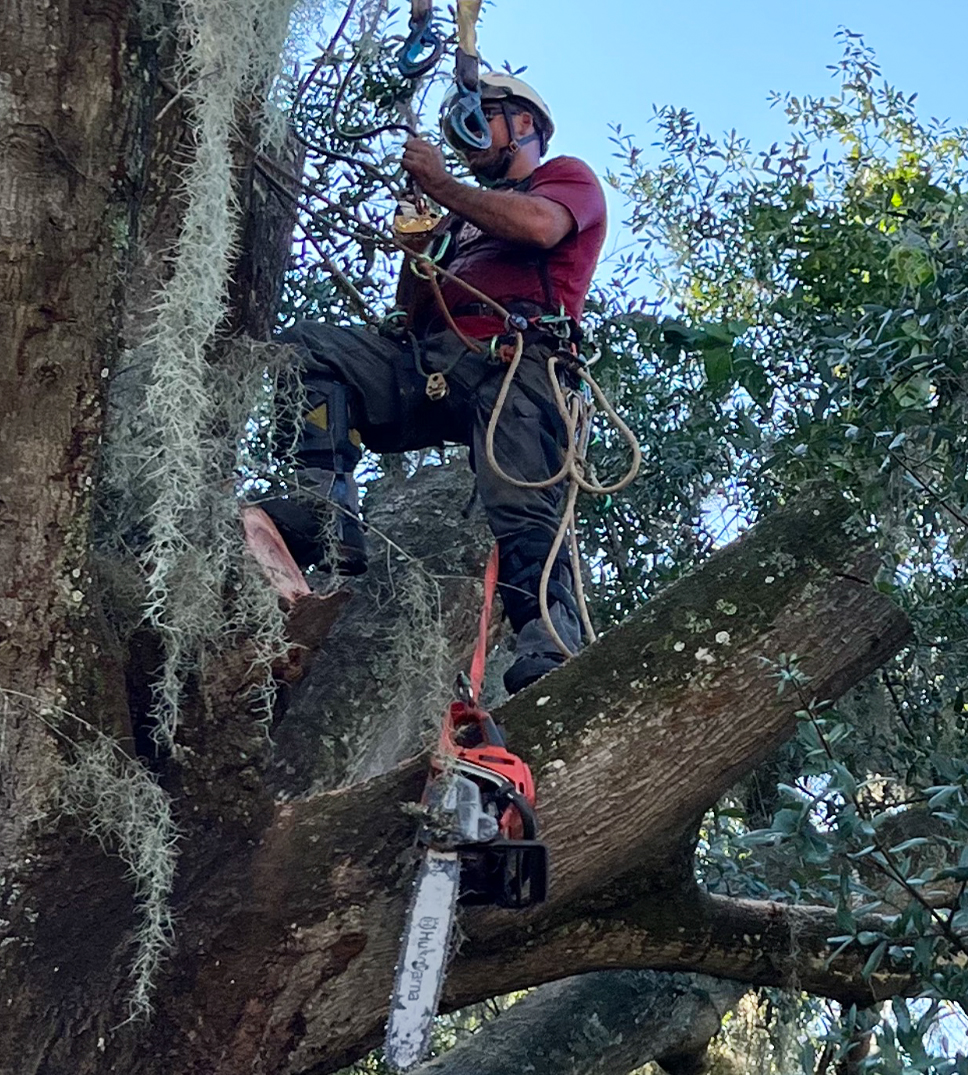 Tree Trimming Middleburg FL